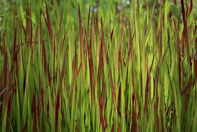 8 gramíneas ornamentales que aportan interés al jardín en invierno