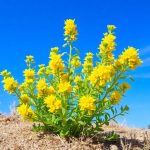 Bupleurum fruticosum, planta mediterránea que tolera la sequía estival y produce flores en verano