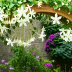 Clematis flammula, una clemátide mediterránea con flores fragantes en verano