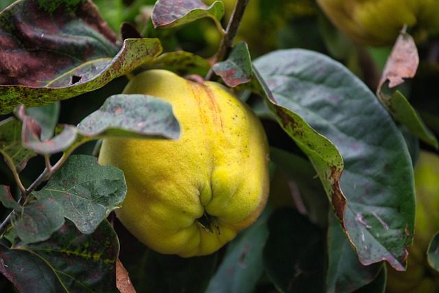 Cydonia oblonga: independiente y generoso