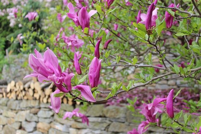 El jardín secreto (de 2020)