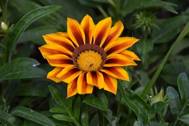 Gazania Rigens o Splendens: a veces invasora, siempre bonita