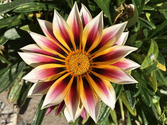 Gazania Rigens o Splendens: a veces invasora, siempre bonita