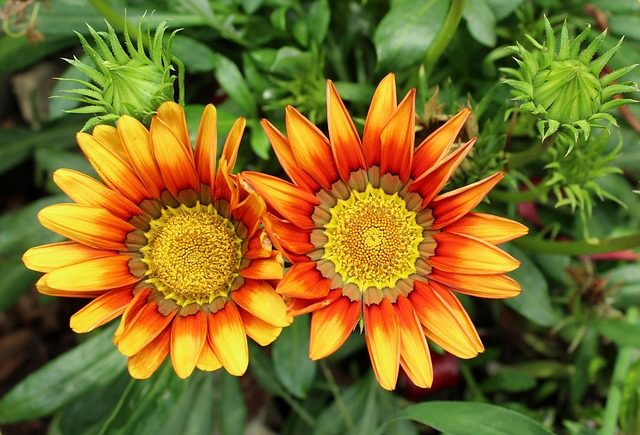 Gazania Rigens o Splendens: a veces invasora, siempre bonita