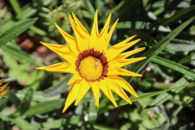 Gazania Rigens o Splendens: a veces invasora, siempre bonita
