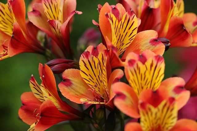 Hablando de Alstroemeria hybrida: cuidados y caracter&iacute;sticas