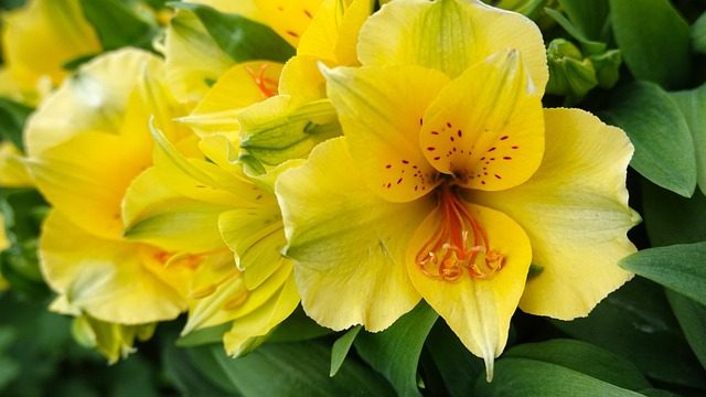 Hablando de Alstroemeria hybrida: cuidados y caracter&iacute;sticas