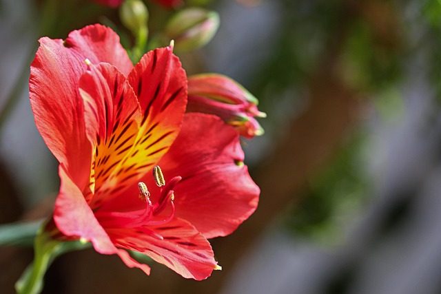 Hablando de Alstroemeria hybrida: cuidados y caracter&iacute;sticas