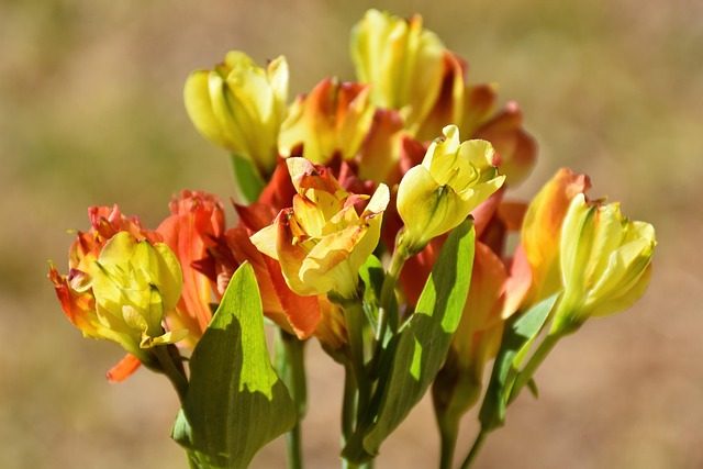 Hablando de Alstroemeria hybrida: cuidados y caracter&iacute;sticas