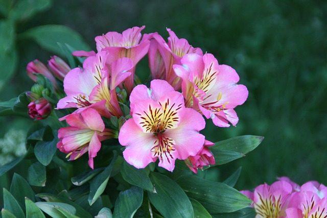 Hablando de Alstroemeria hybrida: cuidados y caracter&iacute;sticas