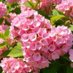 Hablando de hortensias. Hydrangea paniculata Pinky-Winky (‘Dvppinky’)