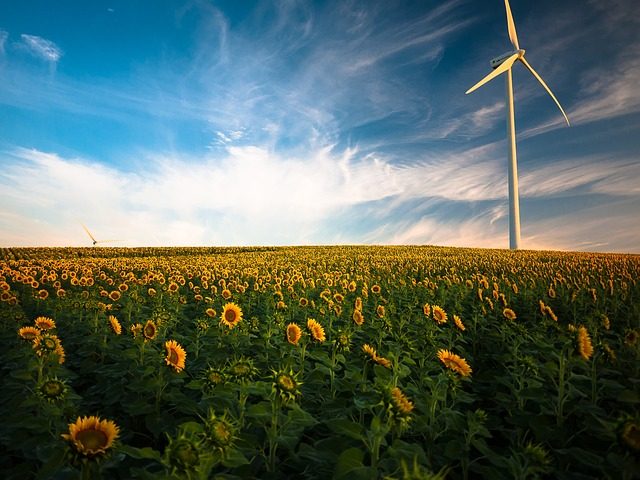 Helianthus annuus, girasoles anuales, útiles y ornamentales