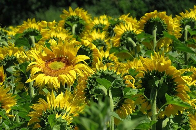 Helianthus annuus, girasoles anuales, útiles y ornamentales