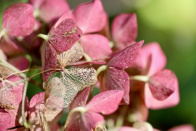 Hydrangea arborescens, cultivo y variedades