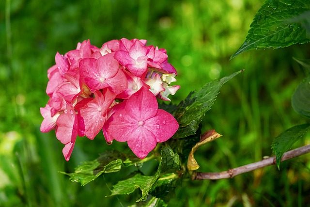 Hydrangea arborescens, cultivo y variedades
