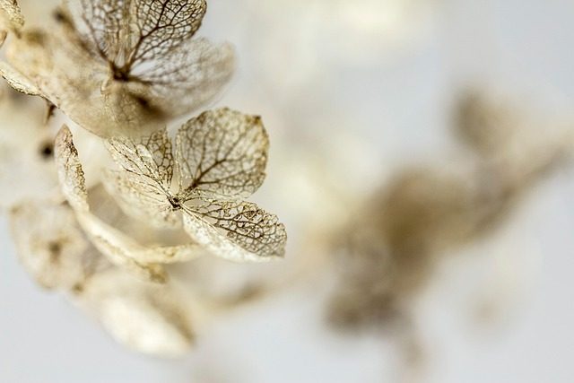 Hydrangea arborescens, cultivo y variedades