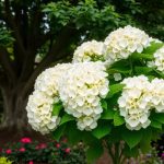Hydrangea quercifolia, hortensia de hoja de roble para las cuatro estaciones