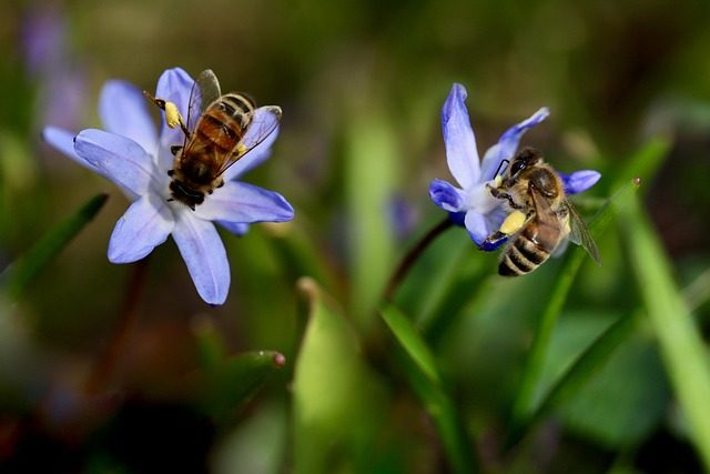 Los jacintos de la discordia. Bosques de bluebells británicos