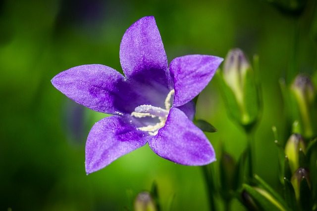 Los jacintos de la discordia. Bosques de bluebells británicos