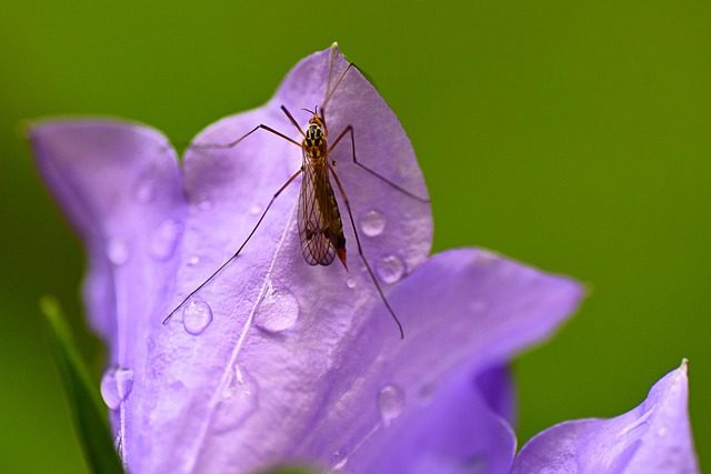Los jacintos de la discordia. Bosques de bluebells británicos