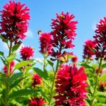 Monarda, plantas con flores estivales que atraen polinizadores