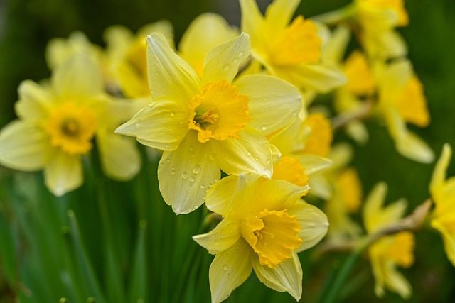Narcisos silvestres en el Jardín Botánico de Barcelona