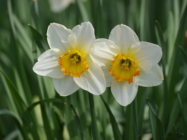 Narcisos silvestres en el Jardín Botánico de Barcelona