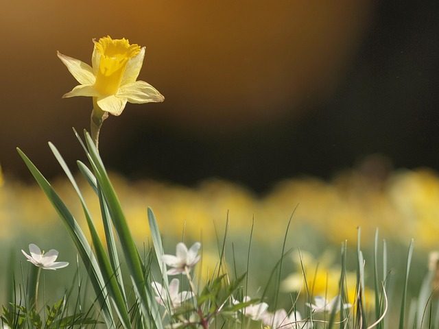 Narcisos silvestres en el Jardín Botánico de Barcelona