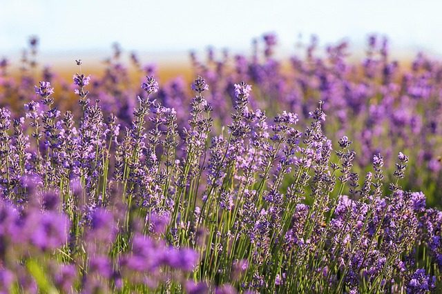 Onobrychis viciifolia (Esparceta), vivaces para praderas de flores que atraen abejas y abejorros