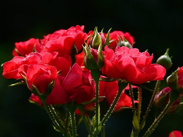 Onobrychis viciifolia (Esparceta), vivaces para praderas de flores que atraen abejas y abejorros