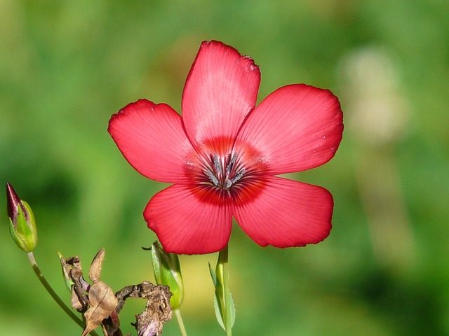 Onobrychis viciifolia (Esparceta), vivaces para praderas de flores que atraen abejas y abejorros