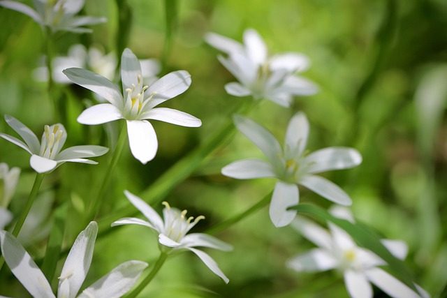Ornithogalum, estrellas de Belén que florecen en primavera