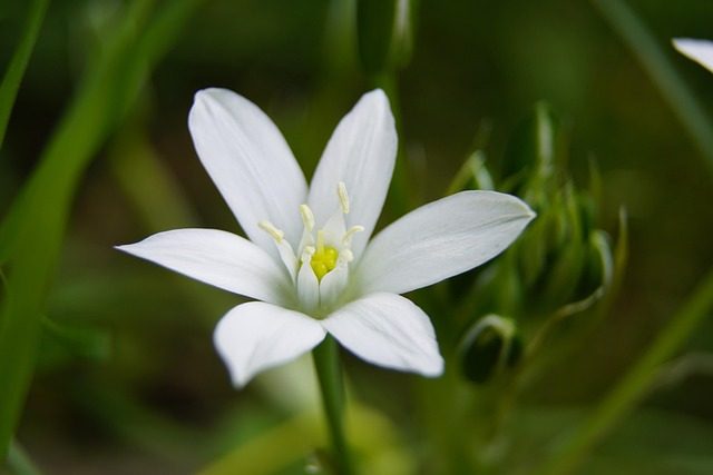 Ornithogalum, estrellas de Belén que florecen en primavera