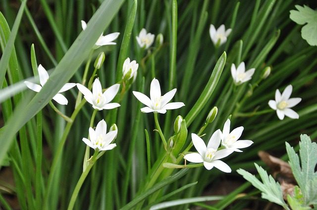 Ornithogalum, estrellas de Belén que florecen en primavera