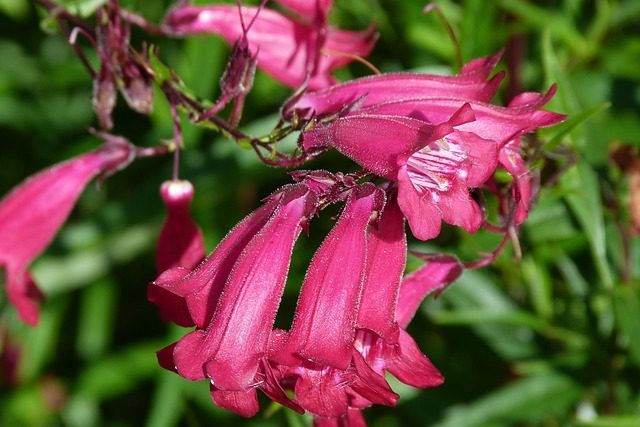 Penstemon, coloridas flores en borduras y jardiner&iacute;a de bajo mantenimiento