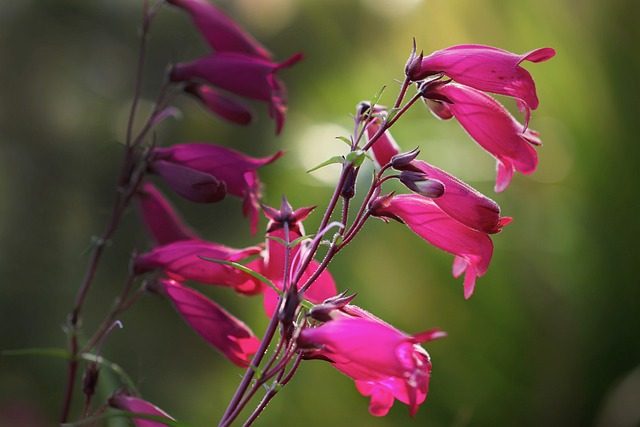 Penstemon, coloridas flores en borduras y jardiner&iacute;a de bajo mantenimiento