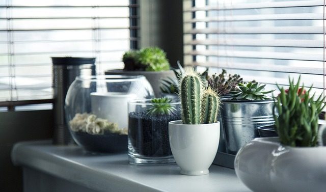 Pequeñas macetas decorativas para pequeñas plantas suculentas