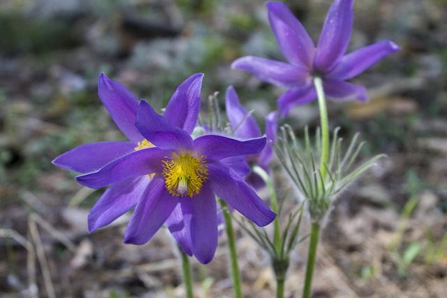 Phlomis, plantas tolerantes a la sequía con brillantes flores en verano