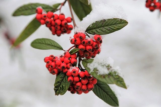Pyracantha (espino de fuego): cultivo y variedades para el jardín