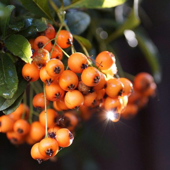 Pyracantha (espino de fuego): cultivo y variedades para el jardín
