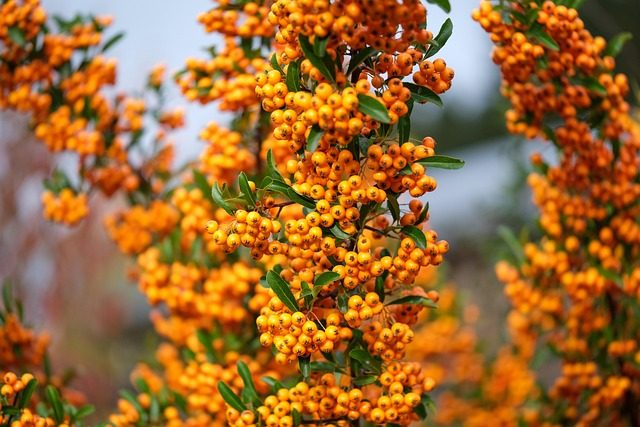 Pyracantha (espino de fuego): cultivo y variedades para el jardín