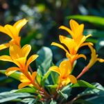 Solandra maxima: y yo más en el jardín