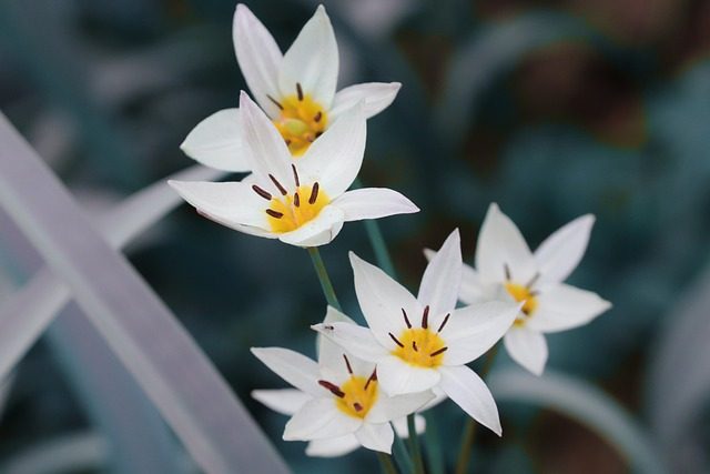 Variedades de tulipanes en el Bot&aacute;nico de Madrid: en ‘peines’ y en flor