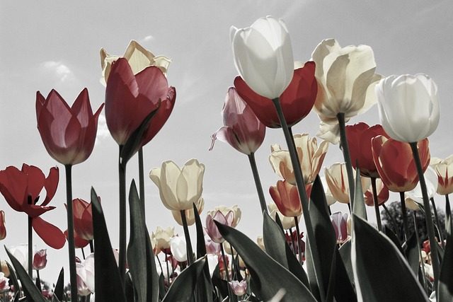 Variedades de tulipanes en el Bot&aacute;nico de Madrid: en ‘peines’ y en flor