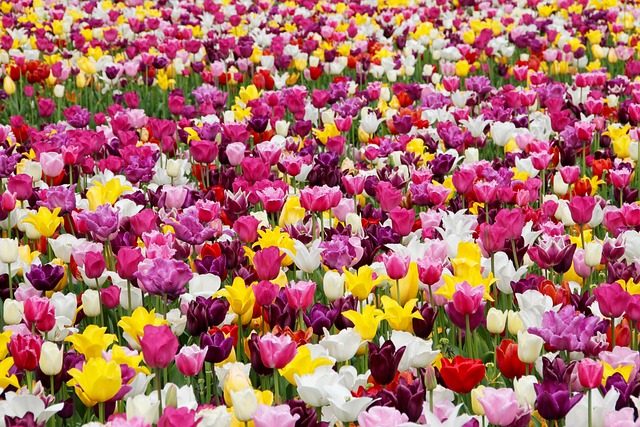 Variedades de tulipanes en el Bot&aacute;nico de Madrid: en ‘peines’ y en flor