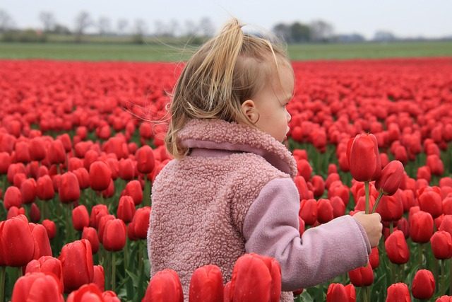 Variedades de tulipanes en el Bot&aacute;nico de Madrid: en ‘peines’ y en flor