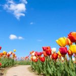 Variedades de tulipanes en el Botánico de Madrid: en ‘peines’ y en flor